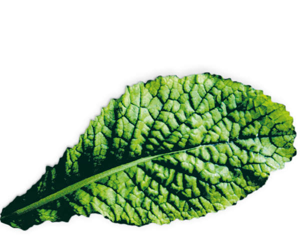 17002645 Kapsle se semeny